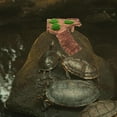 thumbnail image 3 of DECORNIJIA Aquatic Turtle Resin Basking Platform with Sloped Design for Easy Climbing in Aquarium, 3 of 6