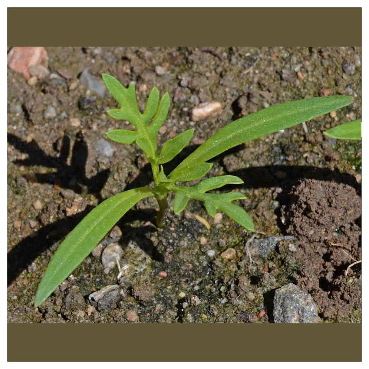 Everwilde Farms - 1 lb Dwarf Mixed Sulphur Cosmos Garden Flower Seeds - Gold Vault Bulk Seed Packet