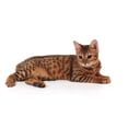thumbnail image 2 of Bengal Kitten Wall Decal Sticker by Wallmonkeys Vinyl Peel and Stick Graphic (18 in W x 8 in H), 2 of 4