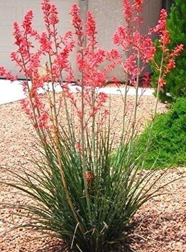Red Yucca - 5 Live Plants in 6 Inch Pots - Hesperaloe Parviflora - Bird Friendly Evergreen Succulent
