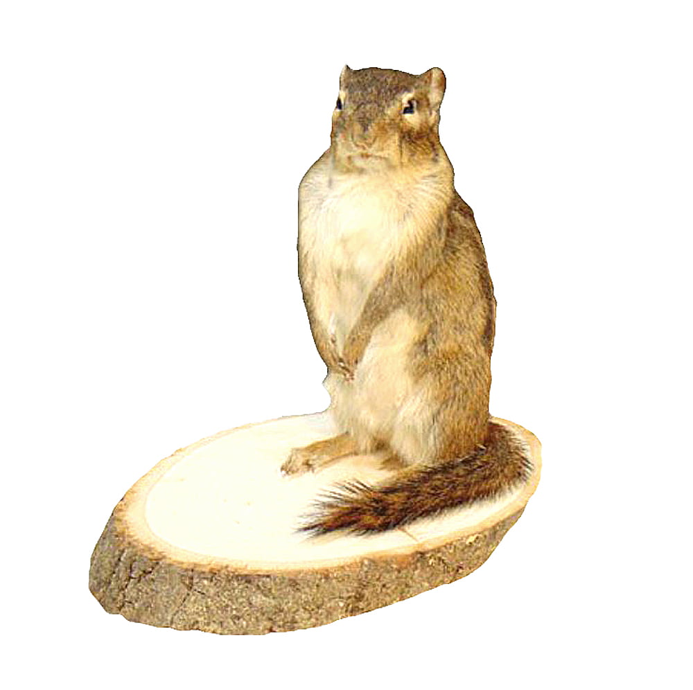 Hiking Squirrel Professional Taxidermy Mounted Animal Statue Home &Office Gift 