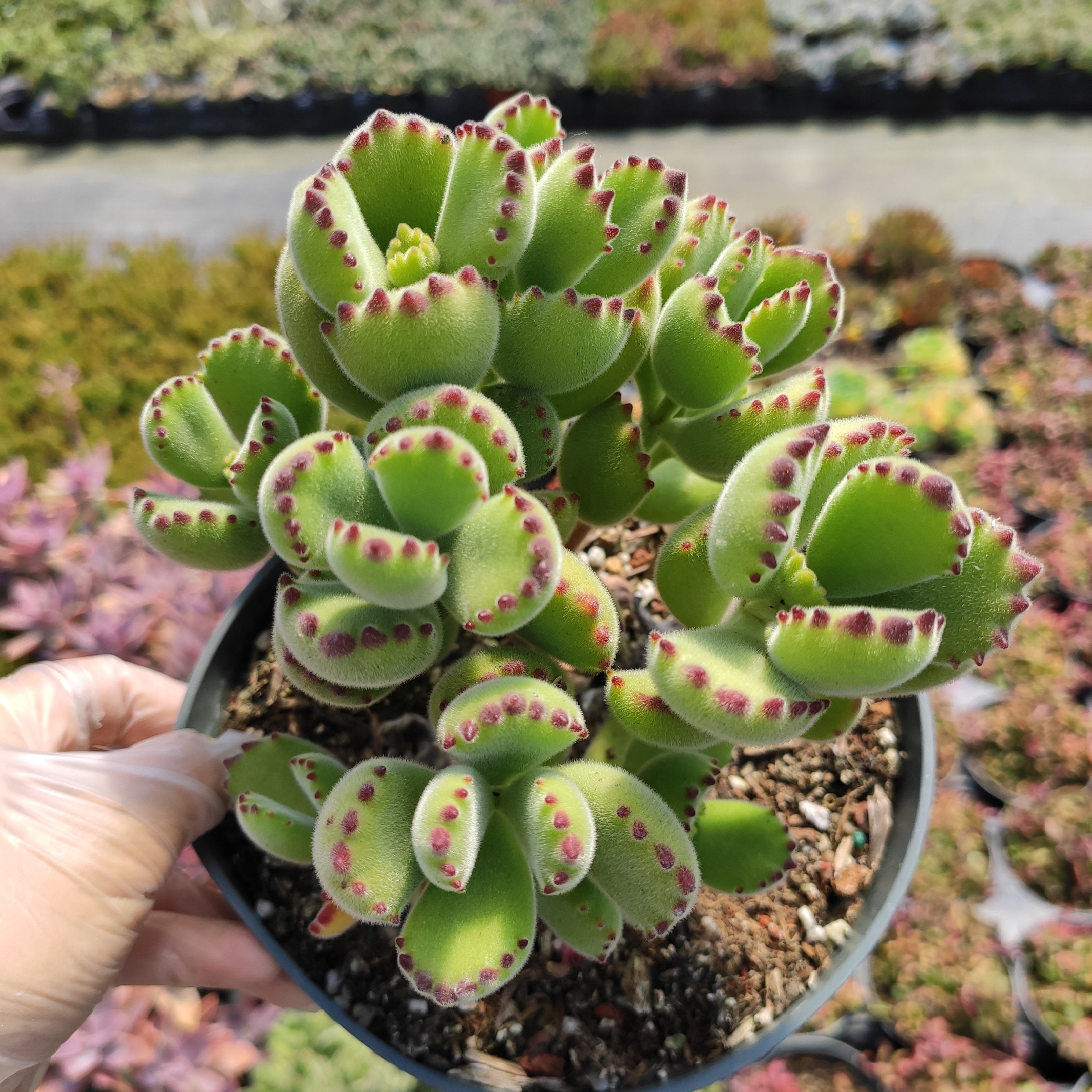 Cotyledon Tomentosa Bear's Paw, Size: 6