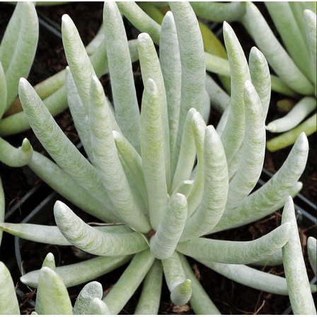 Senecio Scaposus Succulent Live Plant 4" Bare Roots for Home Garden Decor