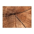 thumbnail image 3 of Tiptophomedecor Background & Patterns Wallpaper Wall Mural - Tree Trunk Cross Section, 3 of 8