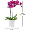 thumbnail image 6 of Just Add Ice 16-30" Purple Premium Orchid Live Plant in 5" White Ceramic Pot, House Plant, 6 of 7