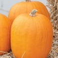 thumbnail image 5 of Burpee Jack-O'-Lantern Heir - Citrouille, 5 of 5