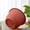 Brown, variant on Plastic Plant Pot,Plant Pots Indoor,Planter Pot - Outdoor & Indoor Plant Pot with Drainage Hole & Plug - Rolled Rim Plastic Pots for Plants & Flowers - Decorative Plant Pot(Beige 6.5IN)