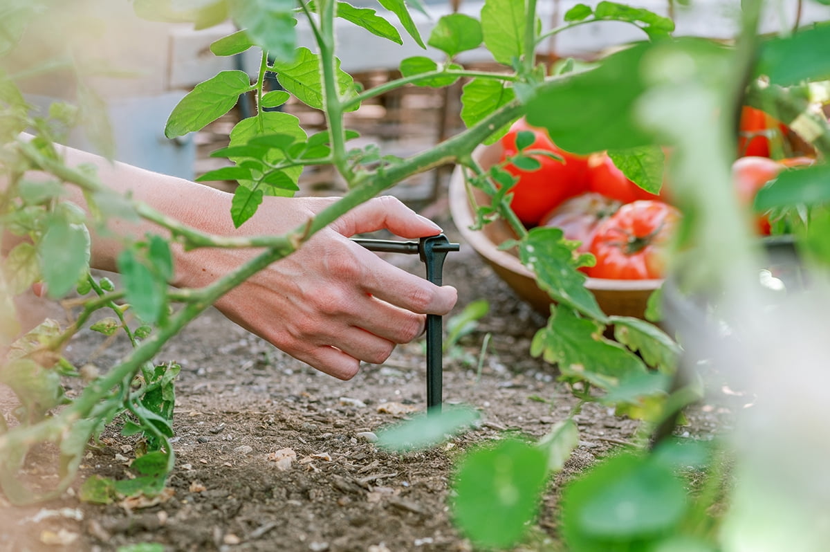 Tomato Garden Drip Watering Kit