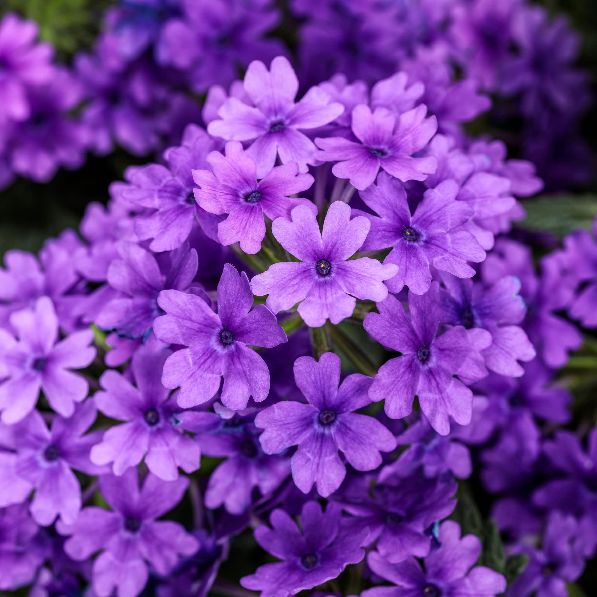 Proven Winners 4" Purple Superbena Cobalt Verbena Live Plant in 4.25" Pot (4 Count)