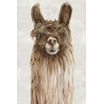 thumbnail image 2 of Watts, Eva 17x24 Black Ornate Wood Framed with Double Matting Museum Art Print Titled - Suri Alpaca I, 2 of 4