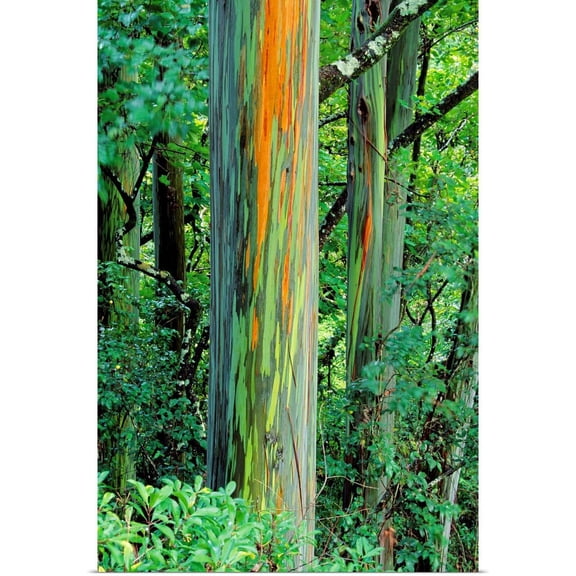 Great BIG Canvas | "Hawaii, Maui, Hana, Rainbow Eucalyptus Tree Trunk" Art Print - 16x24