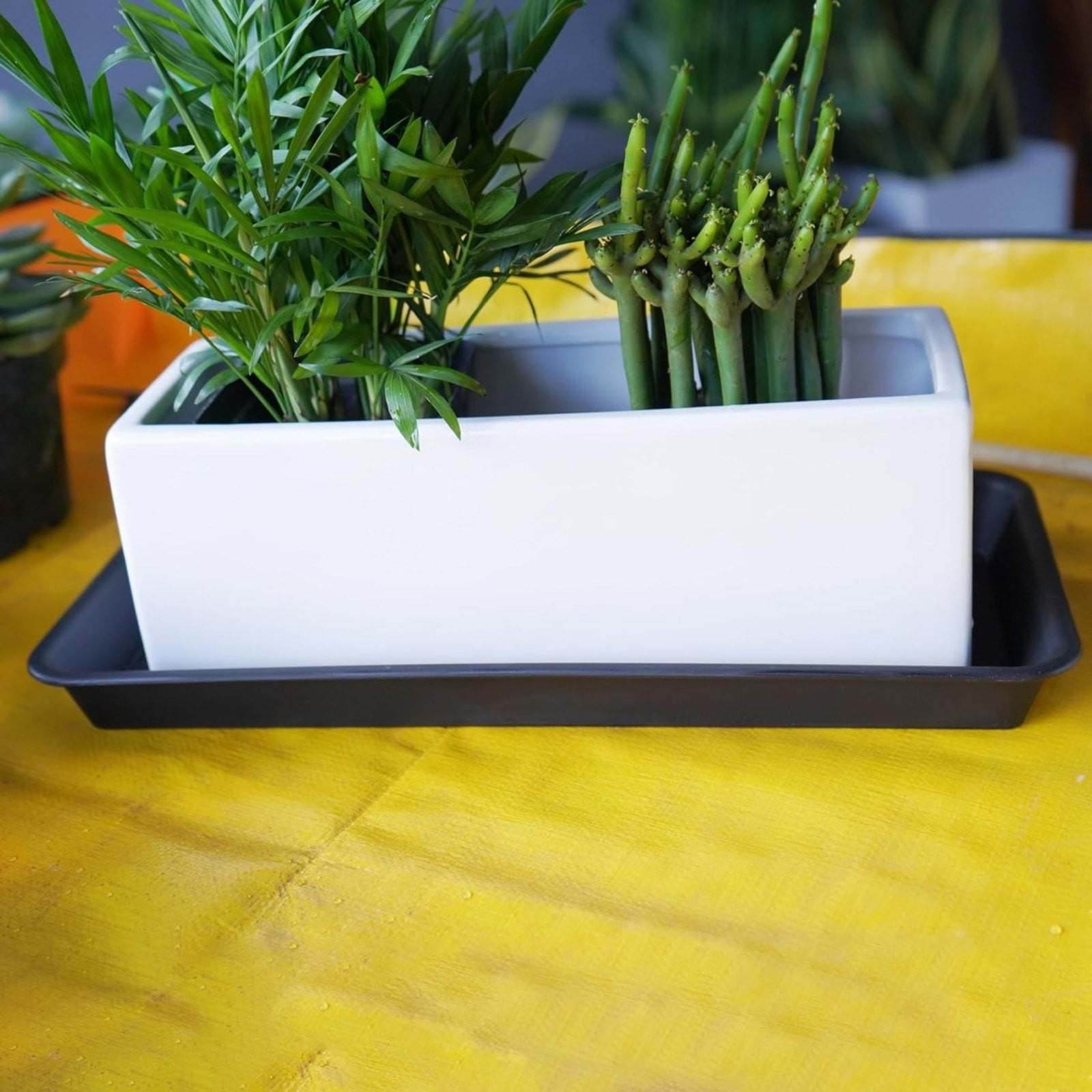 SLUOHZXI Plant Saucer Growing Tray, Seed Starter Tray Rectangular, Heavy Sturdy Plastic Plant Drainage Saucers, Plant Drip Trays for Pots, Seed Starter Growing Trays (15.7 x 6 inch, 5 Pack)