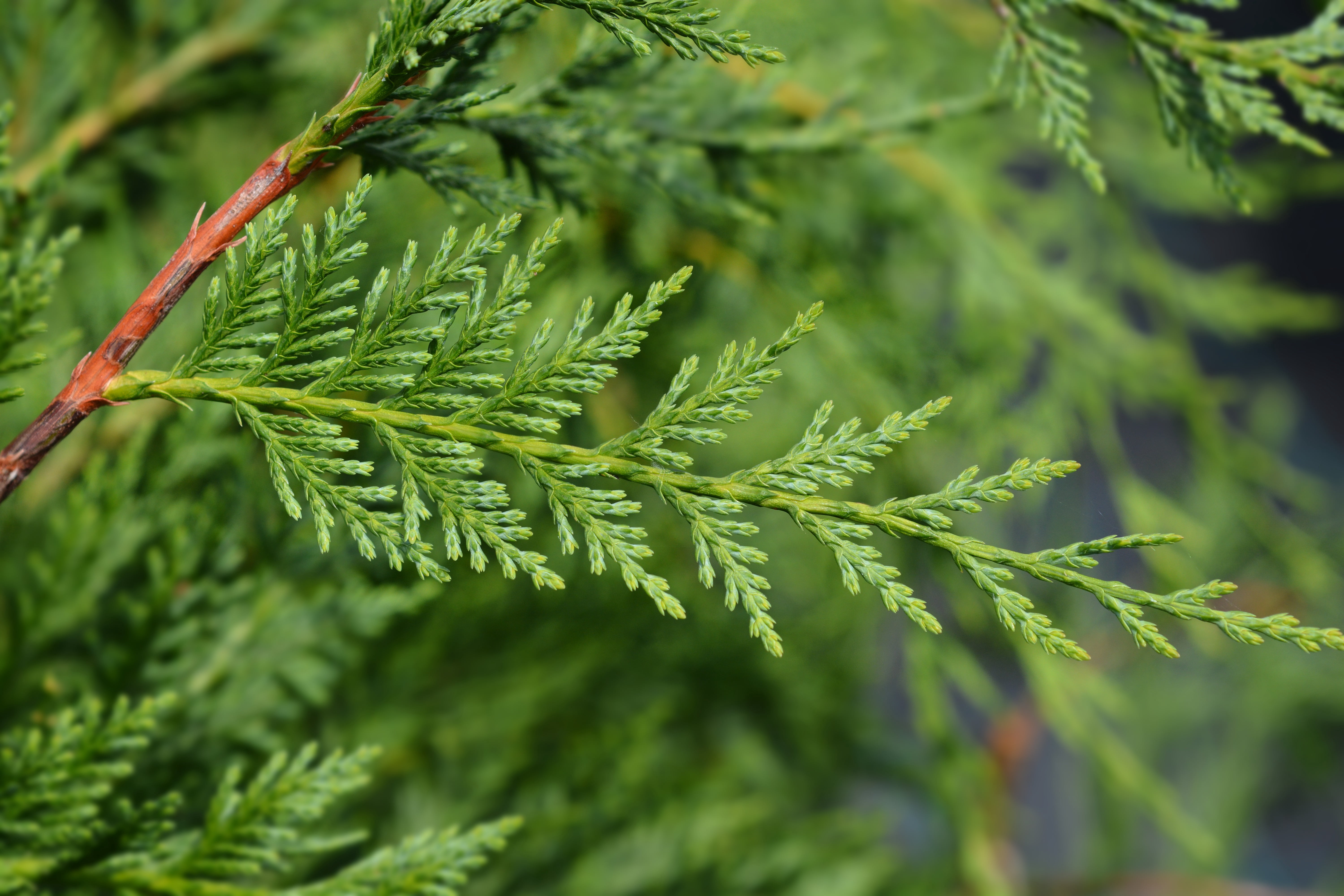 Leyland Cypress Evergreen Live Shrub in 3-Gallon Grower Pot