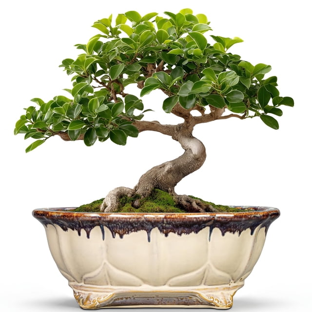 Macetas de cerámica para bonsáis, teagas, suculentas, 28 cm, con drenaje