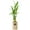 Beige, variant on Arcadia Garden Products Live 5-Stem Lucky Bamboo in 2.5" Contour II, Black
