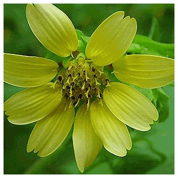 Everwilde Farms - 1 oz Bears Foot Native Wildflower Seeds - Gold Vault Bulk Seed Packet