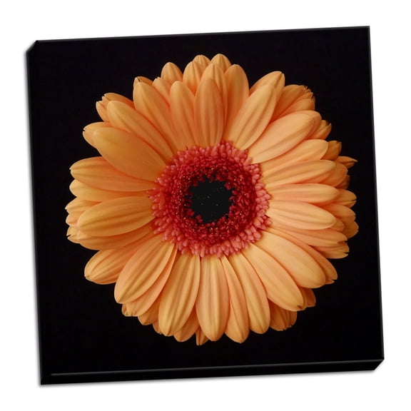 Gango Home Decor Orange Gerber Daisy by Jim Christensen (Ready to Hang); One 24x24in Hand-Stretched Canvas