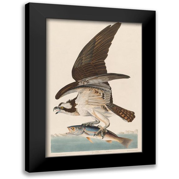 Audubon, John James 11x14 Black Modern Framed Museum Art Print Titled - Fish Hawk, or Osprey