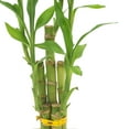 thumbnail image 4 of Arcadia Garden Products Live 5-Stem Lucky Bamboo in 2.5" Contour II, White, 4 of 5