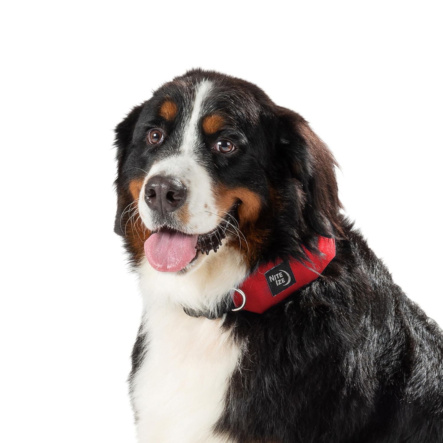 RadDog™ All-In-One Collar + Leash - X Large - Red