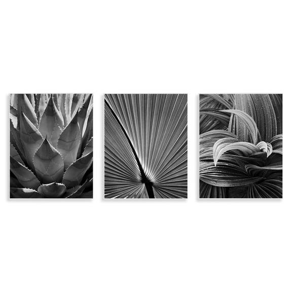 Stupell Industries Palm Frond Details Plants & Flowers Photography Unframed Art Print Wall Art, 11 x 14, Set of 3