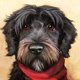 thumbnail image 2 of Cuadros Decorativos Buzón rojo Schnauzer 5D DIY Diamond Painting Kits Full Square Drill Art (F1185) Wdftyju embutido en tela, 2 of 9