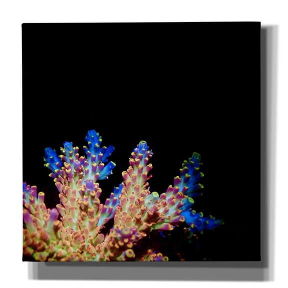 Epic Graffiti 'Coral Reef' by Epic Portfolio Giclee Canvas Wall Art, 26"x26"