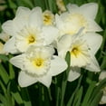 thumbnail image 5 of White Lion Double Daffodils, 5 Bulbs - White & Yellow Narcissus Flowers - Attracts Bees & Butterflies - Spring Blooming, Easy to Grow & Maintain, 5 of 6