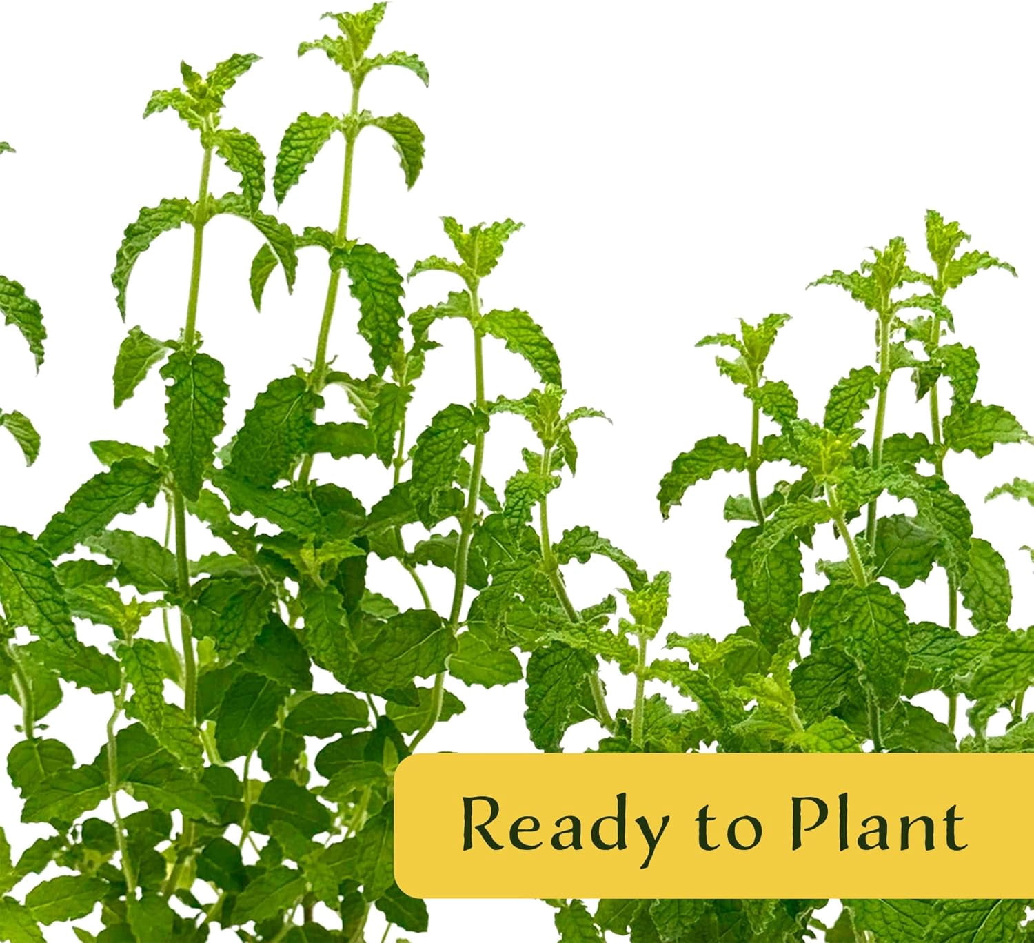 Strawberry Mint, 6-Pack, Live Plants in 2.5-inch Nursery Cubes | Mentha × piperita 'Strawberry' | Easy-Care Edible Perennial Herb, Minty-Strawberry Flavor