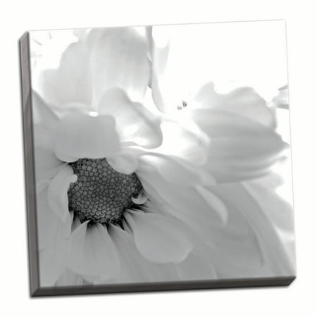 - Gango Home Decor Contemporary Blooming Daisy II B&W by Monika Burkhart (Ready to Hang); One 16x16in Hand-Stretched Canvas
