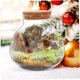 thumbnail image 4 of 8 pcs Candy Garden Jar Round Home Landscape Container Stopper Globe Cork Cm Ecological for Cloche Small Glass Jars Spherical Ball Bottle Micro DIY Moss Micro-landscape, 4 of 5