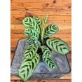 thumbnail image 3 of Calathea Burle Marxii, 4" Plant, The Plant Farm, 3 of 3