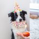 thumbnail image 4 of unbranded 2Jgo De Cumpleaños Para Mascotas Con Sombrero Y De Encaje Para Fiestas, 4 of 6