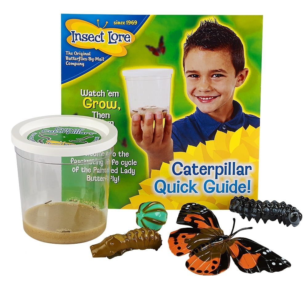 Insect Lore 5 Live Caterpillars Cup Of Caterpillars Butterfly Kit Refill Plus Butterfly Life Cycle Stages Toy Figurines Walmart Com Walmart Com,Granny Square Learn To Crochet
