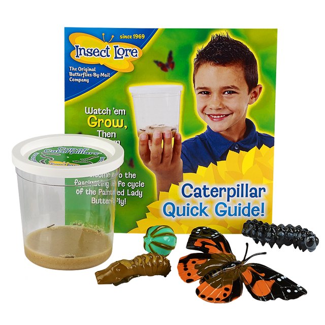 Insect Lore 5 Live Caterpillars Cup of Caterpillars Butterfly Kit