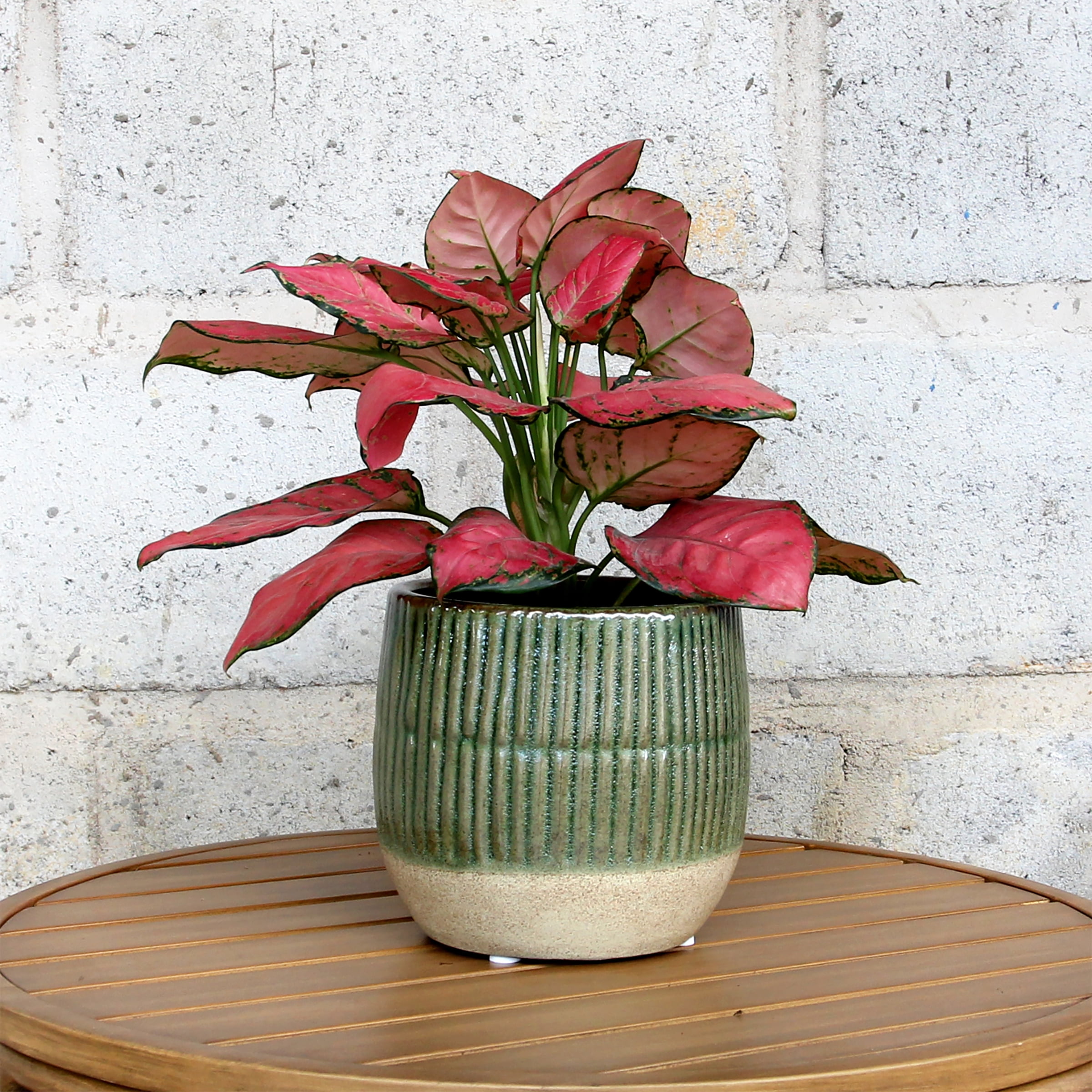 Better Homes and Gardens 6" Green Sable Planter