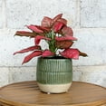 thumbnail image 3 of Better Homes and Gardens 6" Green Sable Planter, 3 of 5