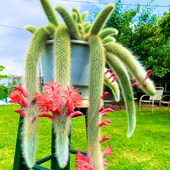 Trailing Monkey Tail Cactus Plant Live For Indoor Outdoor, 2 Inch Pot, Cactus Houseplant For Decoration