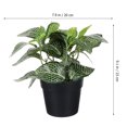 thumbnail image 3 of Plantas en maceta de plástico artificiales para interiores y exteriores, decoración de Fittonia falsa de escritorio, 3 of 5