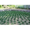 thumbnail image 6 of St. Augustine 'Seville' Sod - 54 Live Plugs - Drought, Salt & Shade Tolerant Turf Grass, 6 of 7