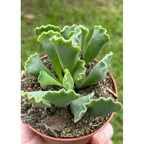 Crinkle Leaf Plant, Very Filled 3 inch Pot, Adromischus cristatus, Key Lime Pie Succulent