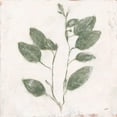 thumbnail image 3 of Purinton, Julia 15x15 Black Modern Framed Museum Art Print Titled - Plantlife II Green, 3 of 5