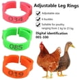 thumbnail image 4 of Paquete de 100 anillos ajustables para patas de pollo con clips para marcar aves de corral y anillos de granja y rancho (naranja), 4 of 5