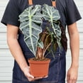 thumbnail image 2 of Alocasia Polly African Mask Live Plant for Indoor | Different Houseplants in 4'' & 6'' Pot | Real House Plant for Living Room, Office & Desk | Elephant Ears | Alocasia amazonica, 2 of 6
