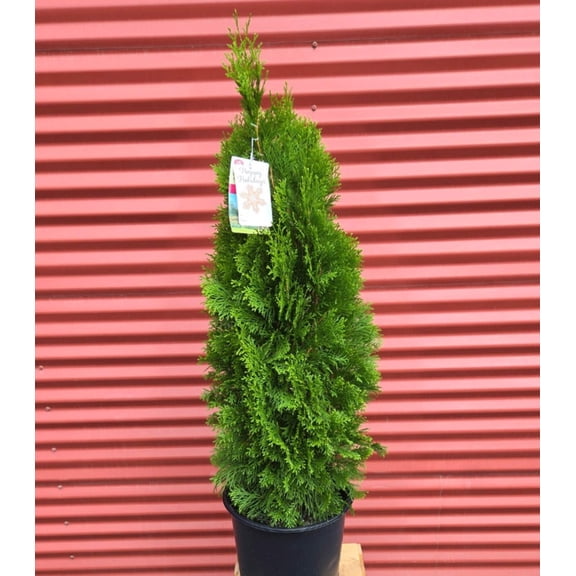 Emerald Green Arborvitae