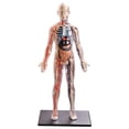 thumbnail image 2 of Human Transparent Supply Educational DIY Toys, 2 of 8