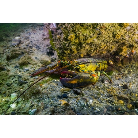 An American lobster in New Hampshire in the intertidal zone Poster Print by Jennifer IdolStocktrek (Best Lobster Roll In New Hampshire)