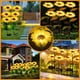 thumbnail image 1 of Luz Solar de Jardín Exterior en Forma de Girasol | 8 LED | PVC Impermeable, Acero Inoxidable, Tela de Seda | Sensor de Luz Automático | Batería Ni 1.2V 800mAh | Lámpara para Patio, Camino, Jardín, 1 of 9