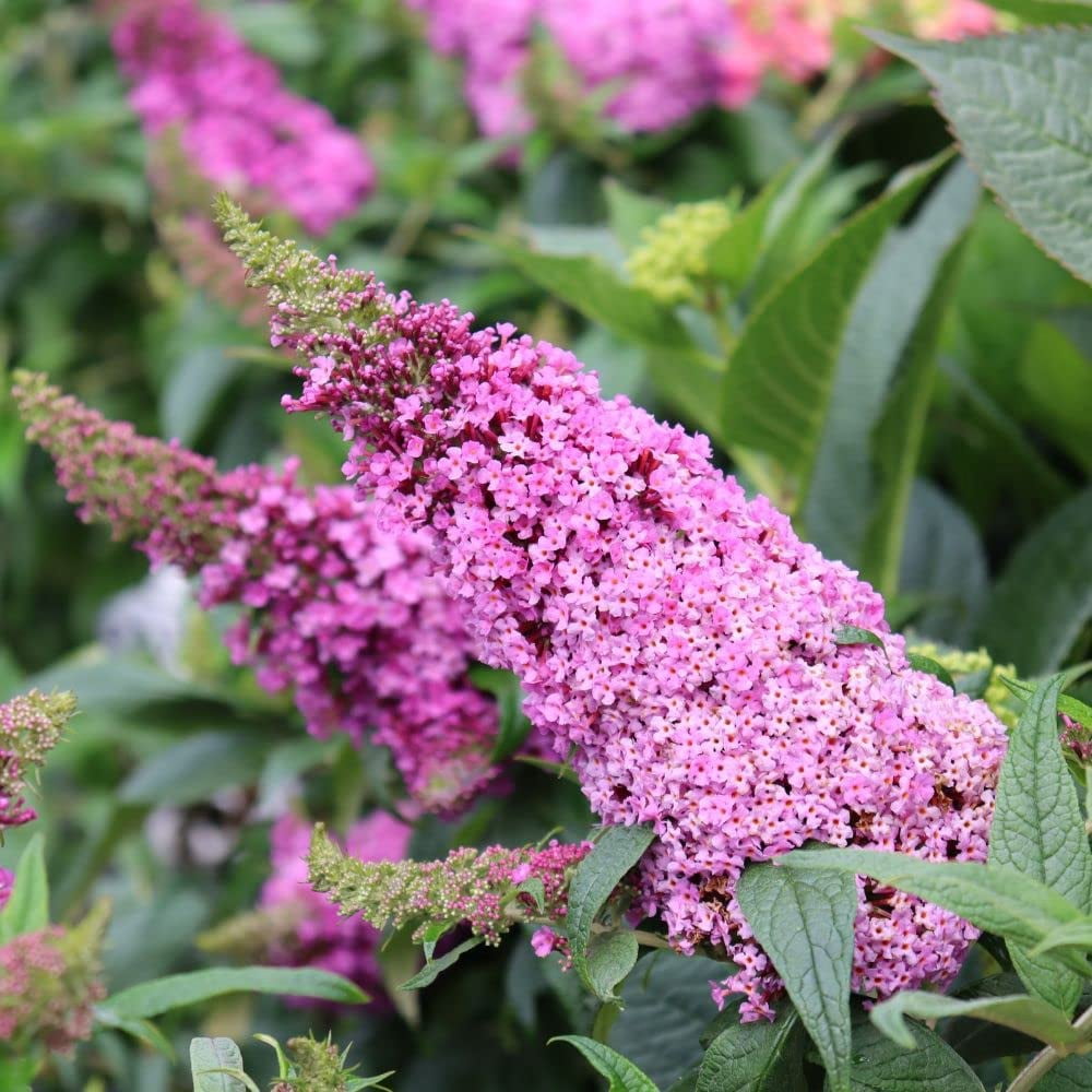 Proven Winners ColorChoice Pugster Pinker Buddleia Live Shrub (2 Gallon)