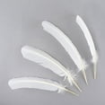 thumbnail image 2 of Zucker Turkey Quill Feathers 4/Pkg-White, 2 of 4